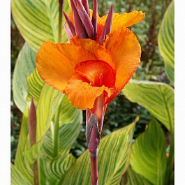 Канна Пёстролистная Стриата