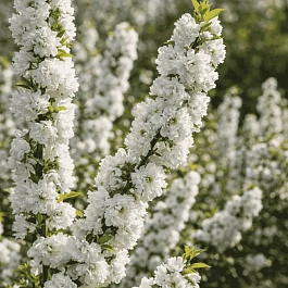 Вишня железистая Alba Plena