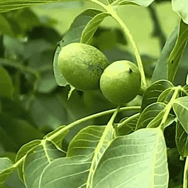 Грецкий орех Юрий Гагарин