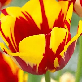 Тюльпан Twister