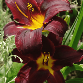 Лилейник Sweet Hot Chocolate