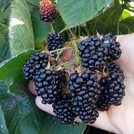 Ежевика Агавам Ежевика Агавам