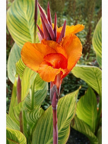 Канна Пёстролистная Стриата