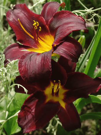 Лилейник Sweet Hot Chocolate