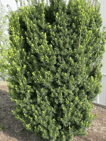 Тис средний Hicksii