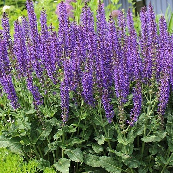 Шалфей дубравный Queen Violet Blue