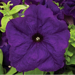 Петуния грандифлора Тритуния Блю
