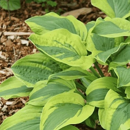 Хоста Velvet Moon