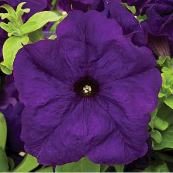 Петуния грандифлора Тритуния Блю