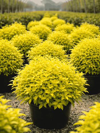 Диервилла ручейная Honeybee