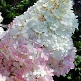 Гортензия метельчатая Magical Andes