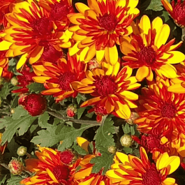 Хризантема  Sunbeam Flame