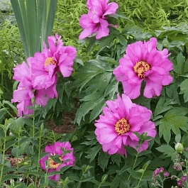 Пион ИТО Morning Lilac