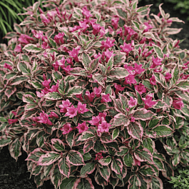 Вейгела цветущая Monet