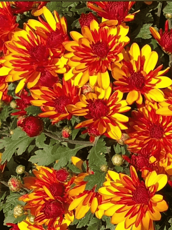 Хризантема  Sunbeam Flame