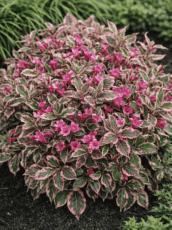 Вейгела цветущая Monet