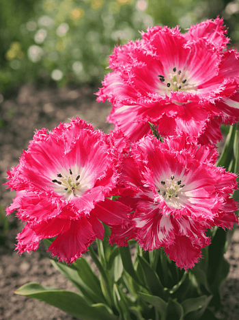 Тюльпан Kingston