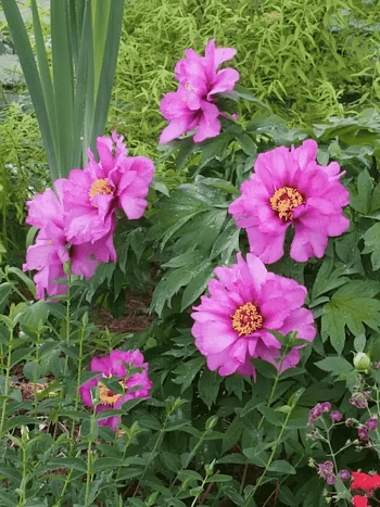 Пион ИТО Morning Lilac