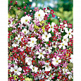 Гипсофила изящная Смесь окрасок Гипсофила изящная Смесь окрасок