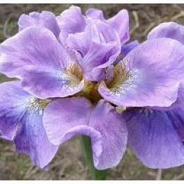 Ирис сибирский Хэвинг Фан Ирис сибирский Хэвинг Фан