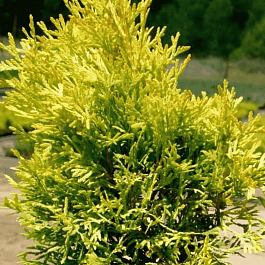 Туя западная Golden Anne