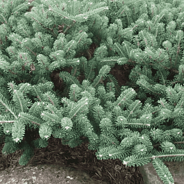 Пихта корейская Blauer Pfiff