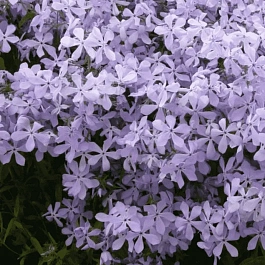 Флокс растопыренный Clouds of Perfume