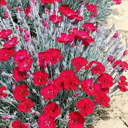 Гвоздика серовато-голубая Грандифлорус