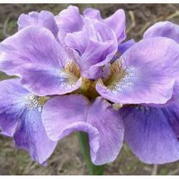 Ирис сибирский Хэвинг Фан