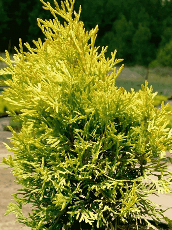 Туя западная Golden Anne
