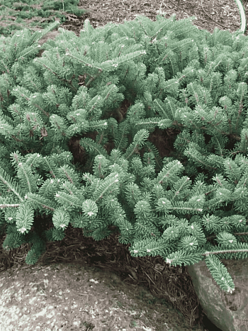 Пихта корейская Blauer Pfiff