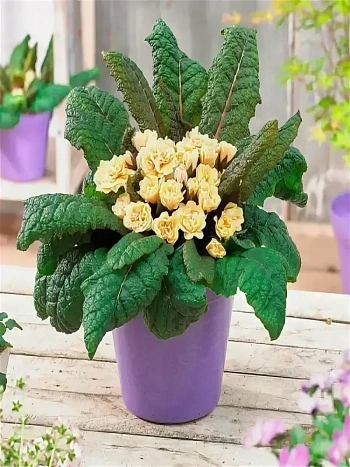 Примула Guernsey Cream 