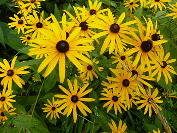 Рудбекия блестящая