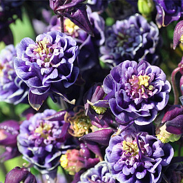 Аквилегия обыкновенная Винки Дабл Блу энд Вайт