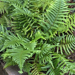 Щитовник мужской Фурканс