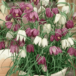 Рябчик Meleagris Mixed