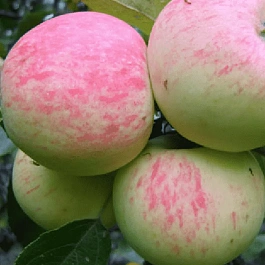 Яблоня Грушовка Московская