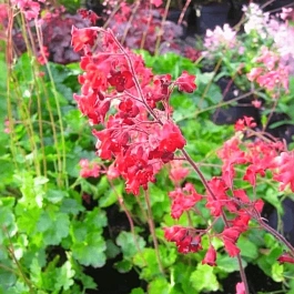 Гейхера Ruby Bells