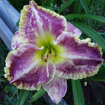 Лилейник гибридный Бестселлер НАБОР 2ШТ (1+1)