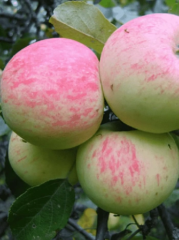 Яблоня Грушовка Московская