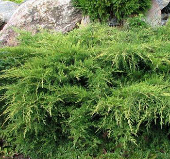 Можжевельник средний Вильгельм Пфитцер