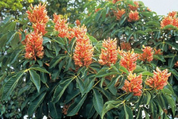 Каштан конский pavia var. discolor