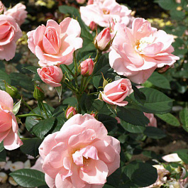 Роза флорибунда Астрид Лингрен Роза флорибунда Астрид Лингрен