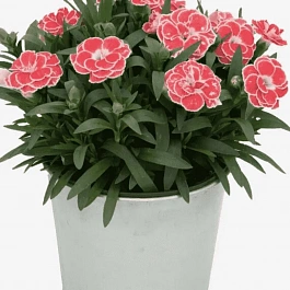 Гвоздика Oscar White and Red