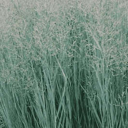 Просо прутьевидное Heavy Metal