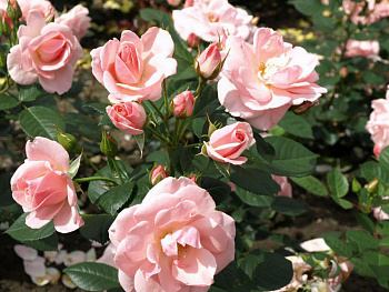 Роза флорибунда Астрид Лингрен