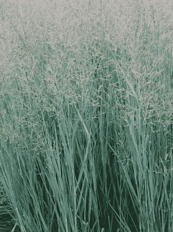 Просо прутьевидное Heavy Metal