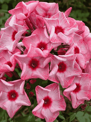 Флокс метельчатый Уральские сказы