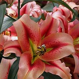 Лилия ОТ-гибрид Олимпик Торч