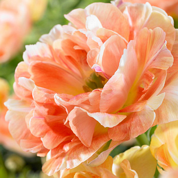 Тюльпан махровый поздний Эприкот Анжелика